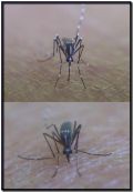 Aedes albopictus